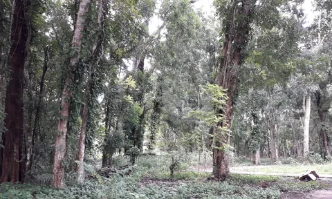 Cuộc đấu giá có nhiều cây gỗ quý hiếm diễn ra chóng vánh… đến kỳ lạ